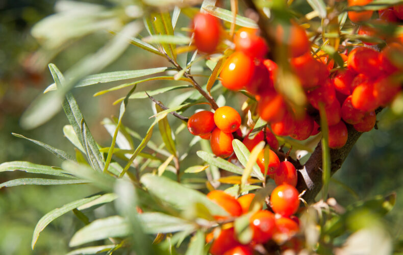 Benefits of Sea Buckthorn: The Miracle Berry